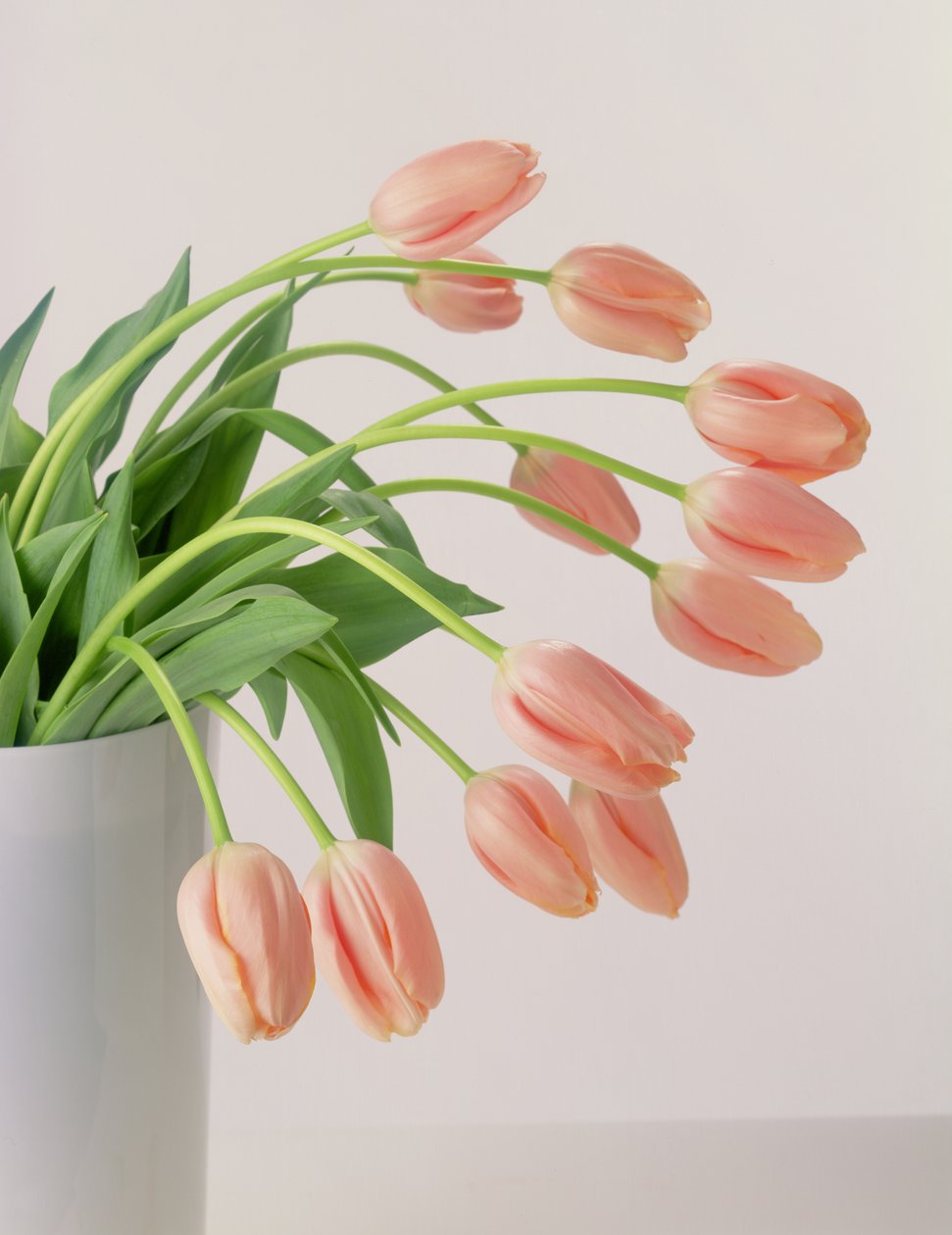 Rózsaszín tulipánok alkotó: Unbekannter Künstler
