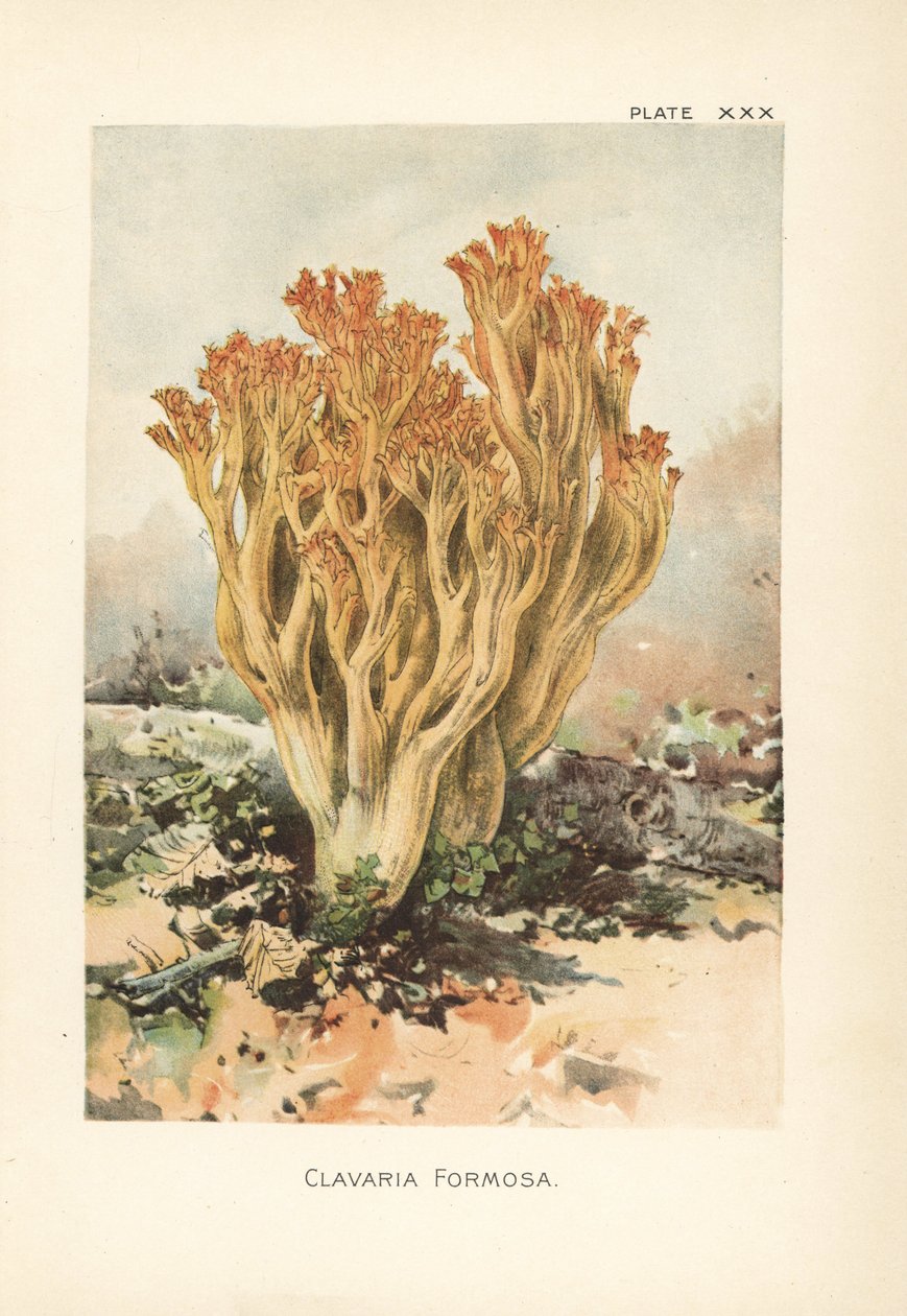 Rózsaszín korallgomba vagy gyönyörű klavaria, Ramaria formosa (Clavaria formosa). Kromolitográfia William Hamilton Gibson botanikai illusztrációja után az Ehető vargányák és gombák című könyvéből. alkotó: Unbekannter Künstler