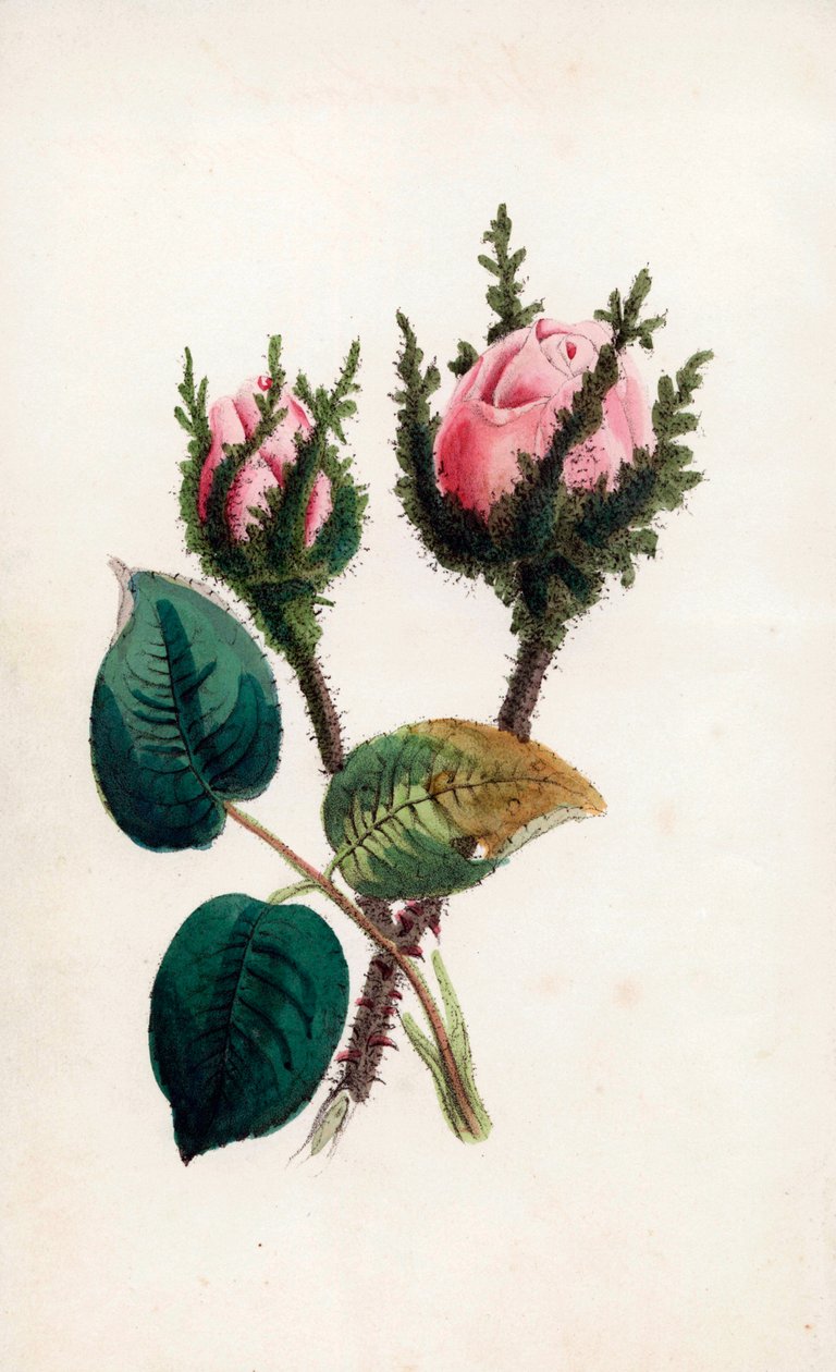 Rózsaszín moha, Rosa muscosa. James Andrews kézi színezésű metszete John Stevens Henslow "Bouquet des Souvenirs" című művéhez, London. alkotó: Unbekannter Künstler