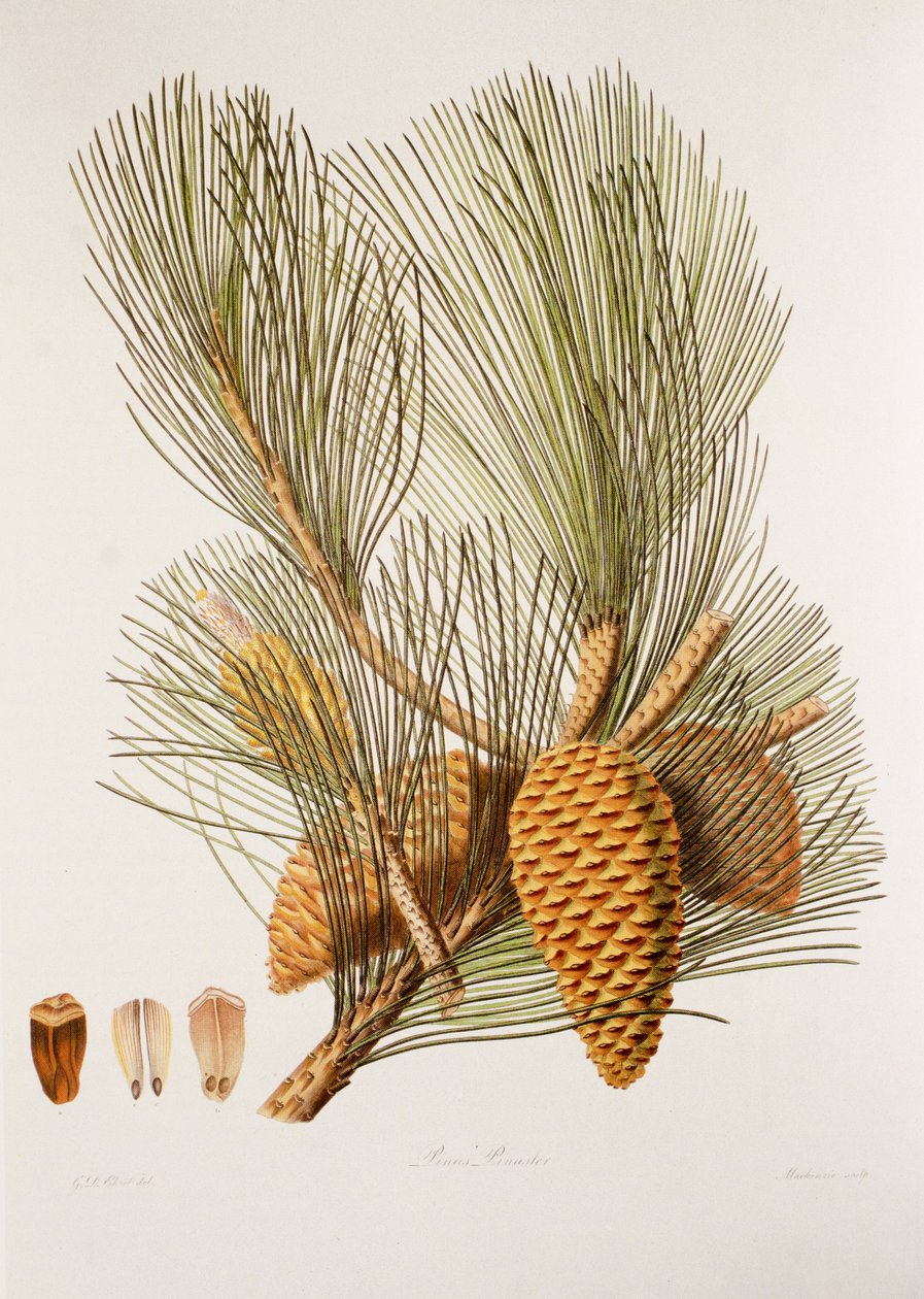 Pinus pinaster/Sea Pine/Maritime Pine alkotó: Unbekannt