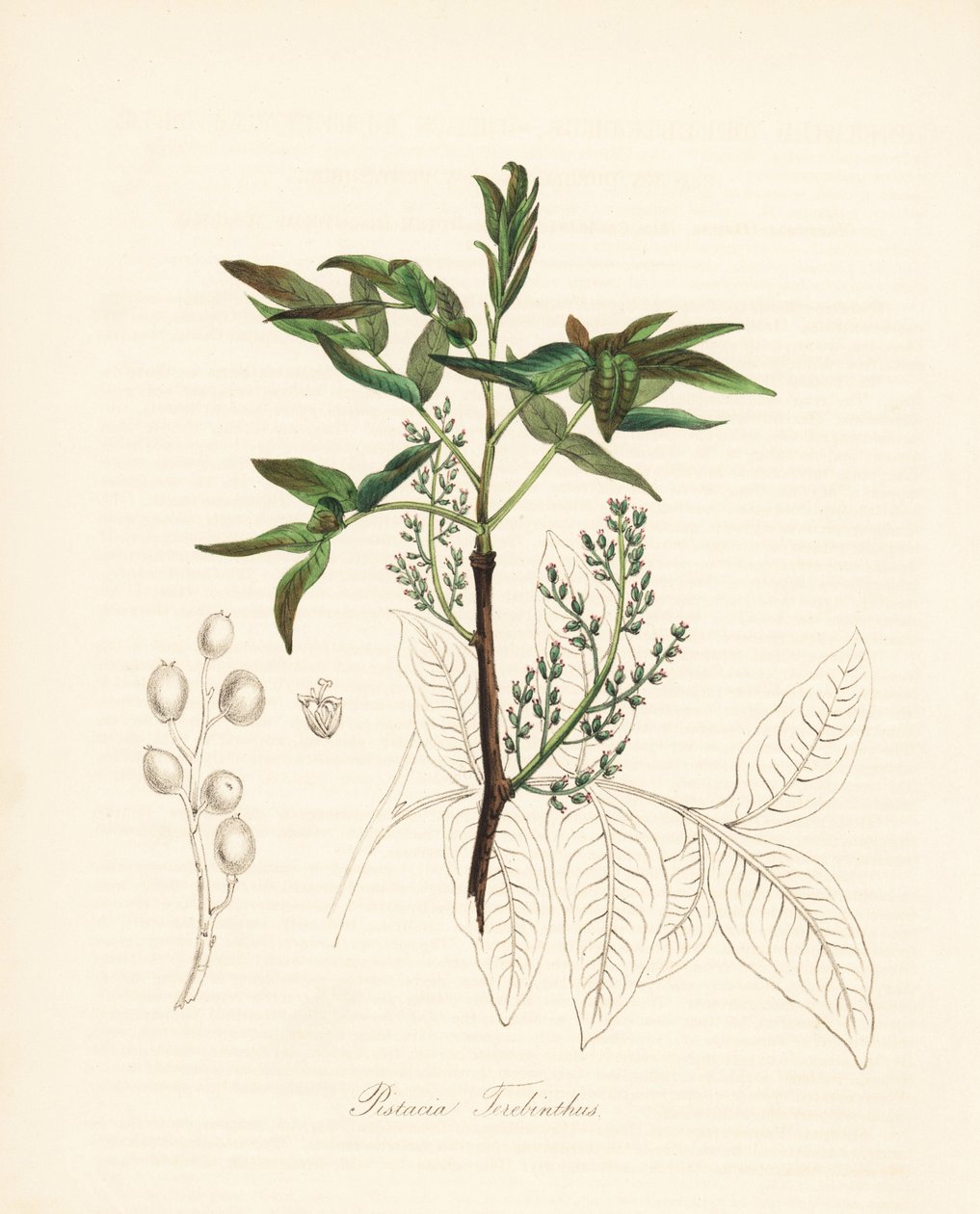 Pistacia terebinthus - Terebinthus fa vagy chian terpentinfa, Pistacia terebinthus. C. Chabot kézzel festett cinkográfiája, amelyet Miss M. A. Burnett rajzolt a "Plantae Utiliores: or Illustrations of Useful Plants" című művéből, Whittaker, London. alkotó: Unbekannter Künstler