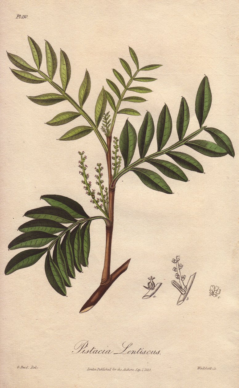 Pistacia lentiscus (Pistacia lentiscus) - Erős víz William Clarke által, John Stephenson és James Morss Churchill "Medical Botanical, Description of the Medicinal Plants of London, Edinburgh and Dublin" című művének illusztrálására, amelyet Londonban John  alkotó: Unbekannter Künstler