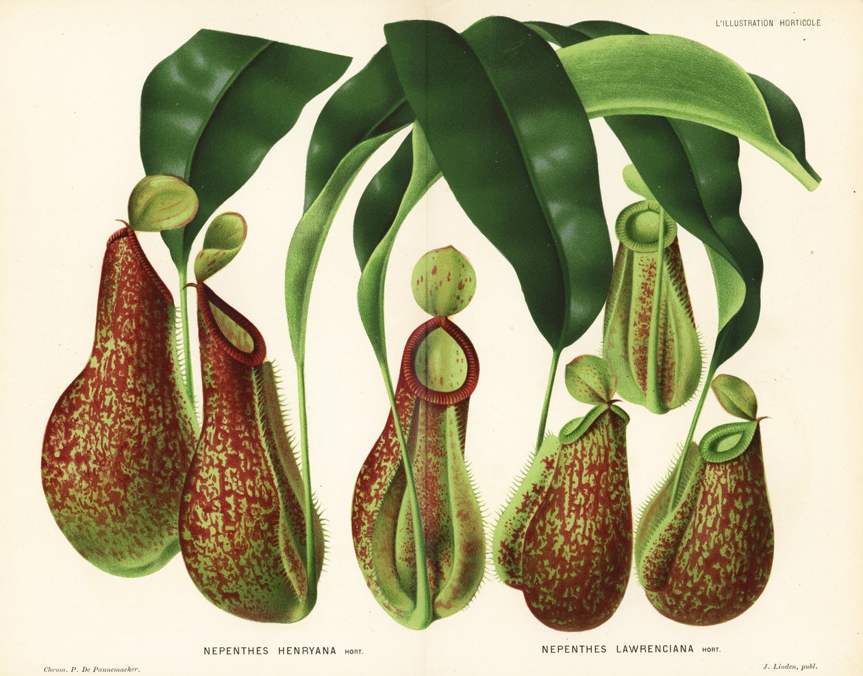 Kancsóvirág fajták, Nepenthes fajok (Nepenthes henryana, Nepenthes lawrenciana). P. de Pannemaeker kromolitográfiája Jean Linden l
