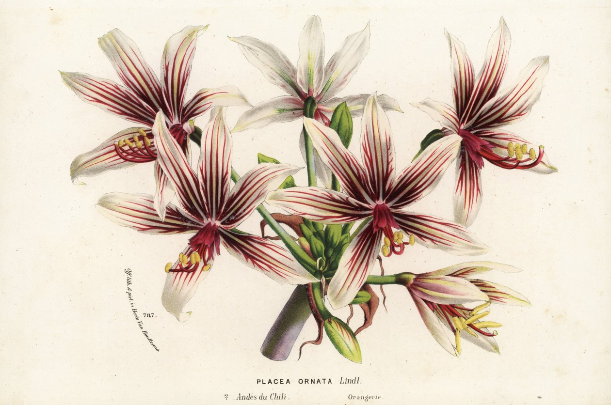 Placea ornata, Chilében őshonos. Kézzel színezett litográfia Louis van Houtte és Charles Lemaire: Flowers of the Gardens and Hothouses of Europe, Flore des Serres et des Jardins de l