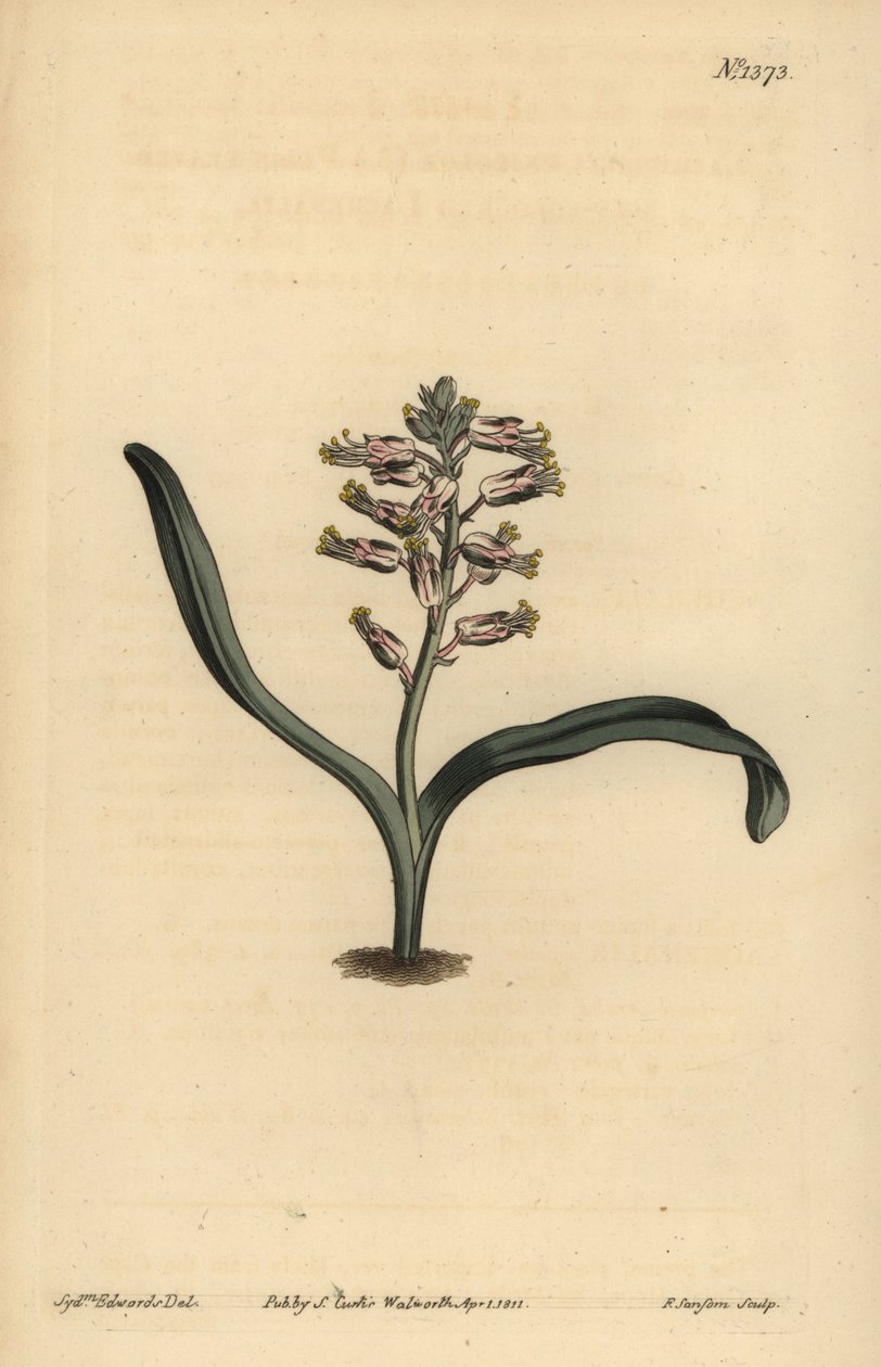 Sima levelű önszínű lachenalia, Lachenalia unicolor alkotó: Unbekannt