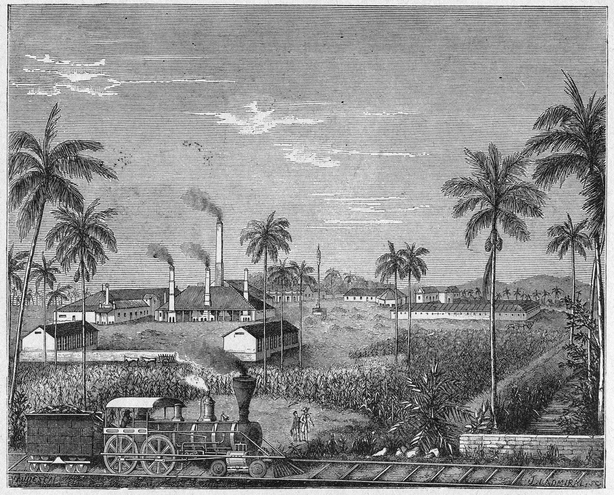 Cukornádültetvény Kubában, 1880 körül (metszet) alkotó: Unbekannter Künstler