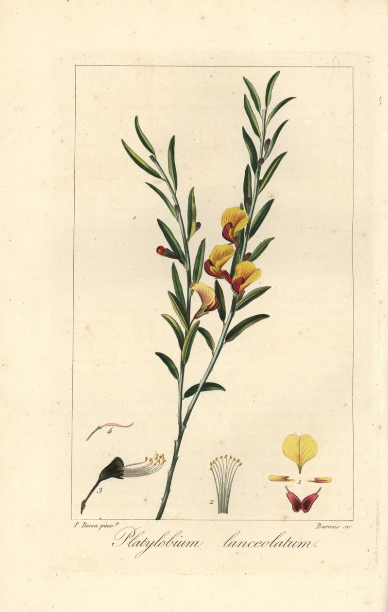 Platylobium lanceolatum, Ausztráliában őshonos. Barrois kézzel készített rézmetszet, rézre metszve, Pancrace Bessa botanikai illusztrációjáról, Mordant de Launay "Herbier General de l