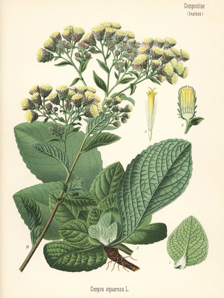 A szántóföldi tüskeszegfű, Inula conyza (Conyza squarrosa). Kromolitográfia Hermann Adolph Koehler Gyógynövények című, Gustav Pabst által szerkesztett művének botanikai illusztrációja után, Koehler, Németország. alkotó: Unbekannter Künstler
