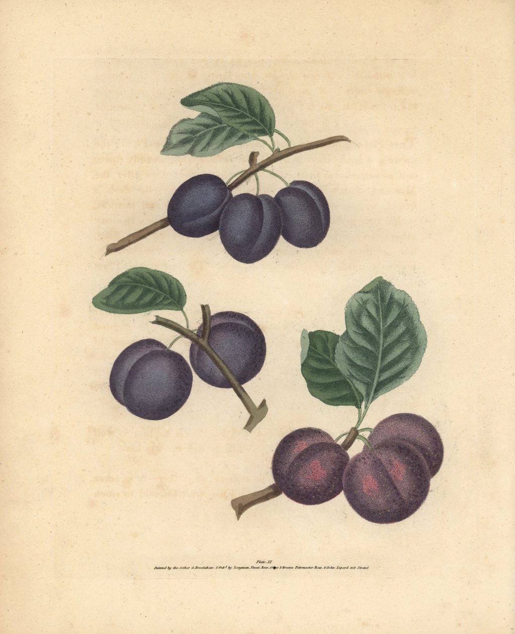 Szilvafajták, Prunus domestica: Tours, Lawrane