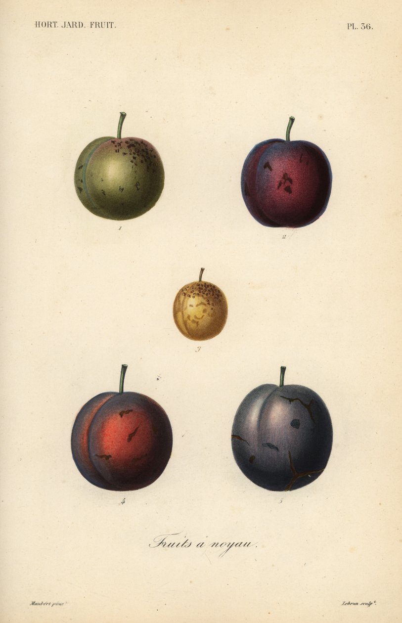Szilva és aszalt szilva, Prunus domestica alkotó: Unbekannt