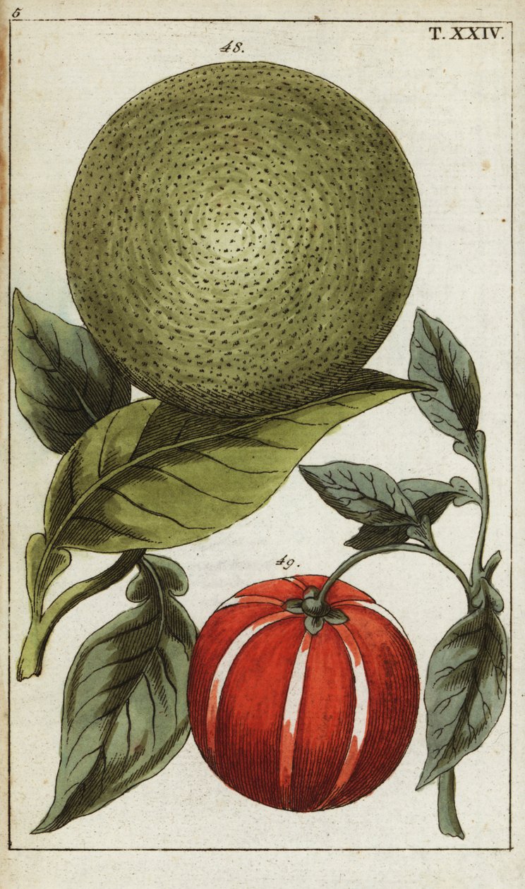 Pomelo vagy pummelo, Citrus maxima. alkotó: Unbekannter Künstler