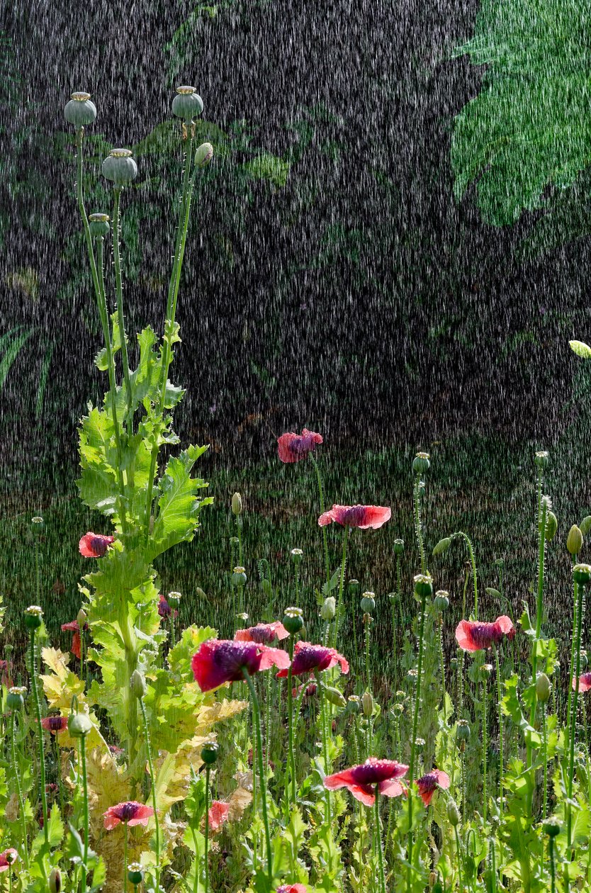 A mák (Papaver somniferum) virágai és magjai a nyári felhőszakadásban, Gower, Dél-Wales (fotó) alkotó: Unbekannter Künstler