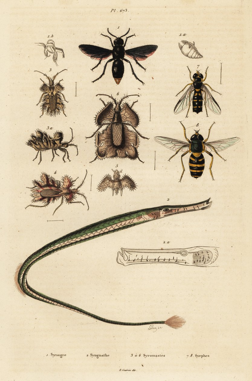 Fazekas darázs, pipahal, aranytojás poloska és légy., 1834-1839 (metszet) alkotó: Unbekannter Künstler