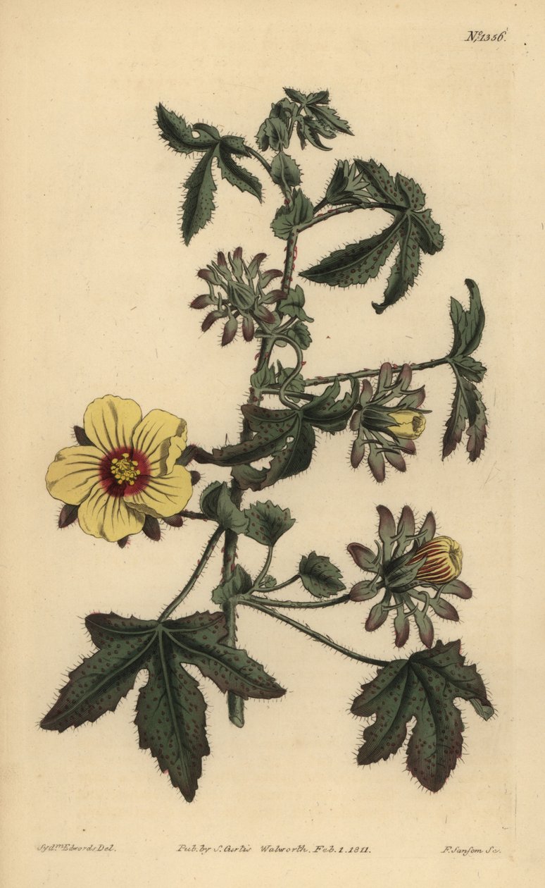 Szúrós szárú hibiszkusz, Hibiscus surattensis alkotó: Unbekannt