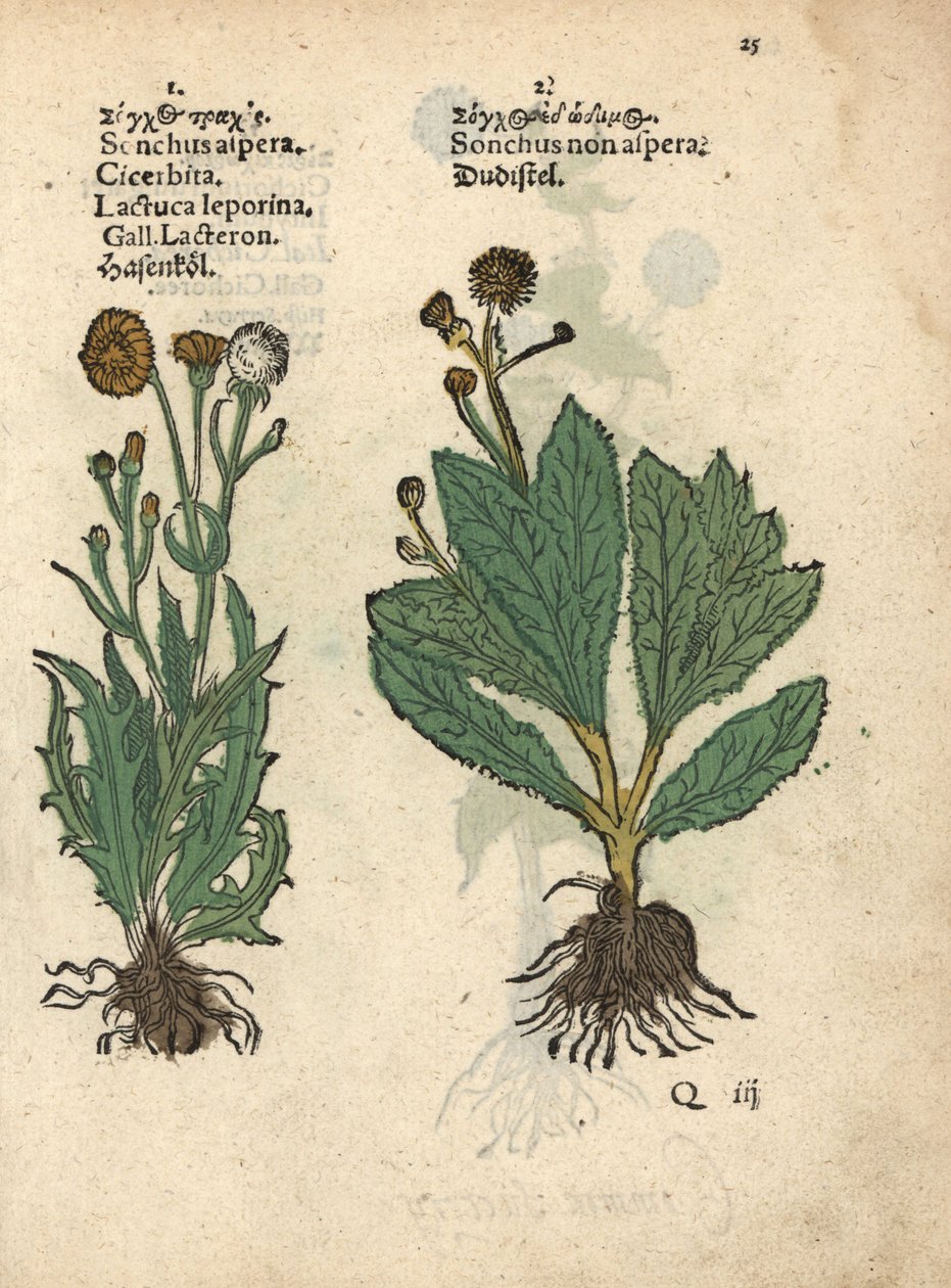 Tüskés kikerics, Sonchus asper, és sima kikerics, Sonchus oleraceus Adam Lonicer Krauterbuch, vagy Herbal, Frankfurt, Krauterbuch, vagy Herbal című művének botanikai illusztrációjának kézzel színezett fametszete. alkotó: Unbekannter Künstler