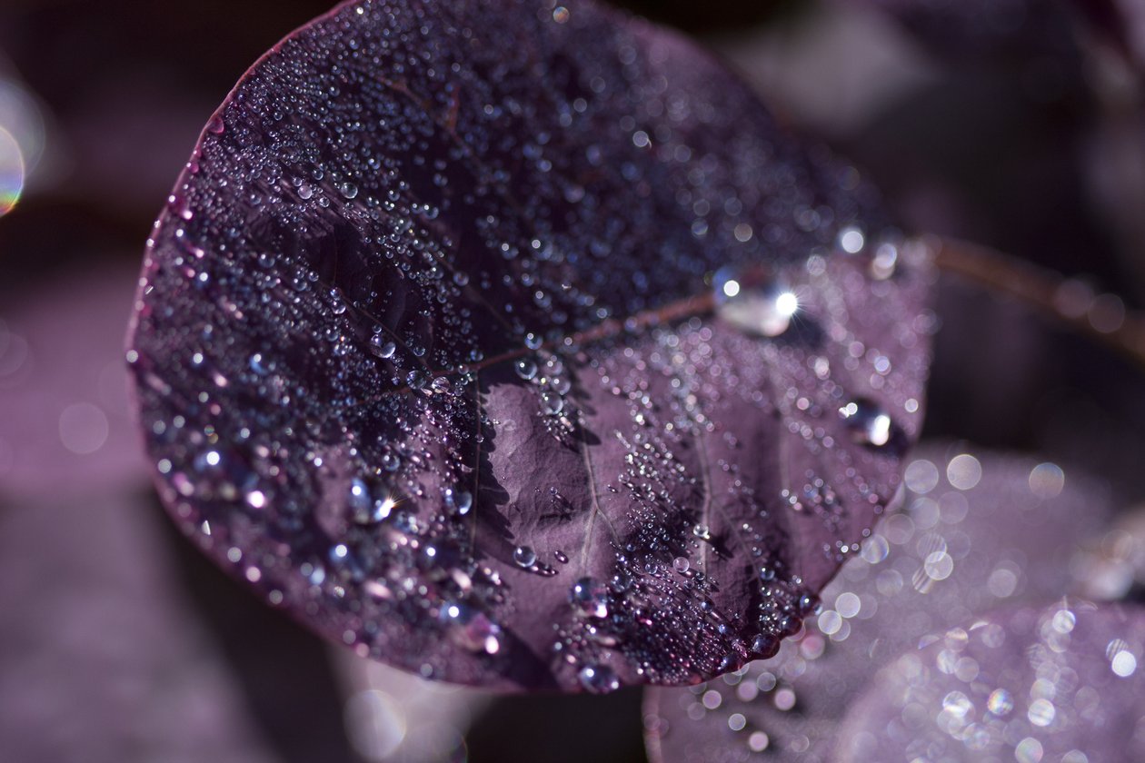Purple Leaves III (fénykép) alkotó: Unbekannter Künstler