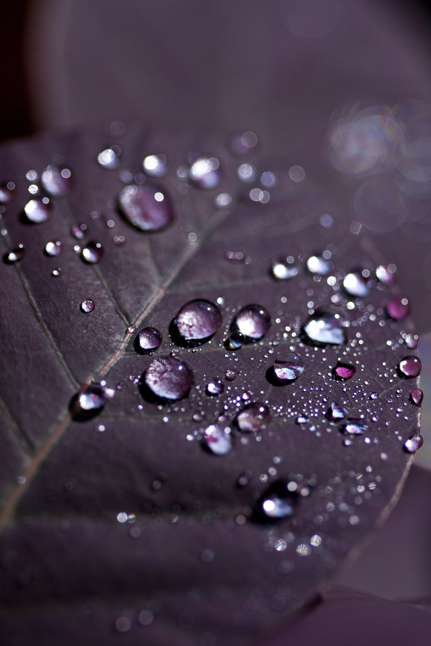 Purple Leaves II (photograph) alkotó: Unbekannter Künstler