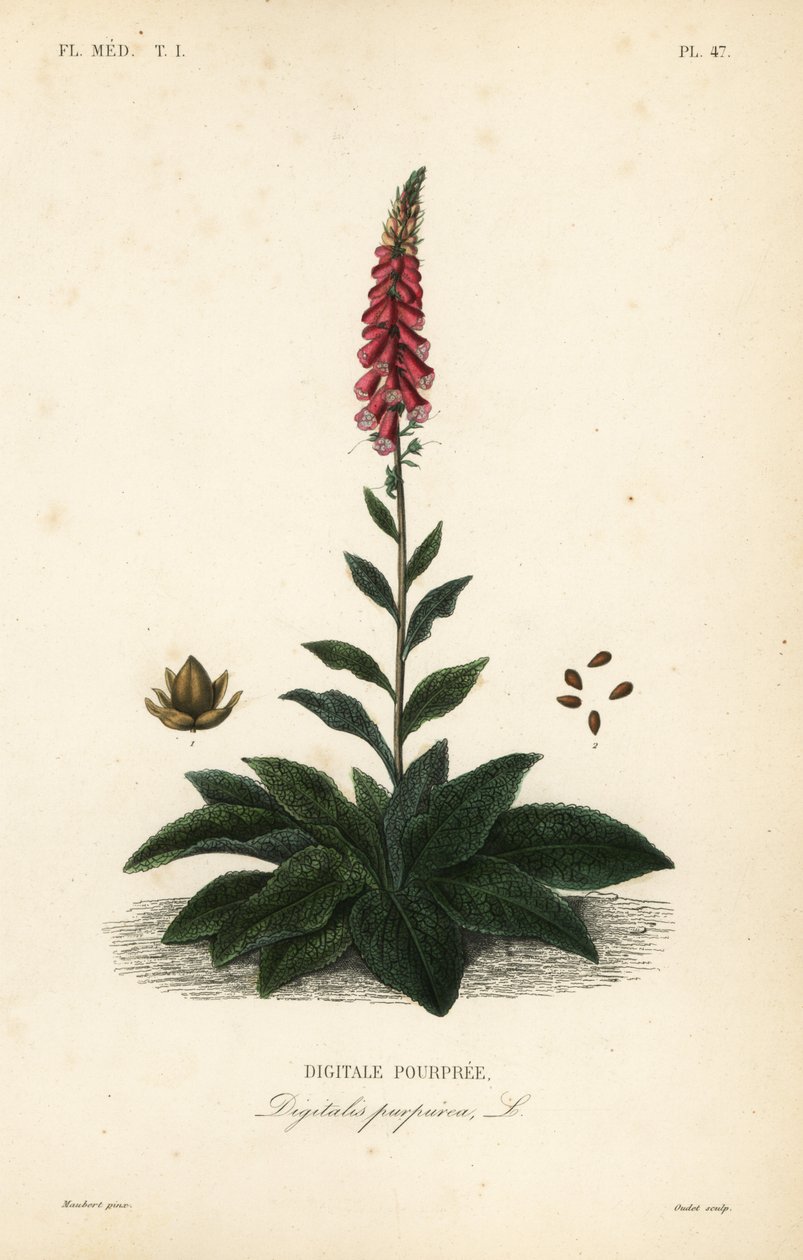 Lila gyűszű- vagy női kesztyű, Digitalis purpurea, Digitale pourpre alkotó: Unbekannt