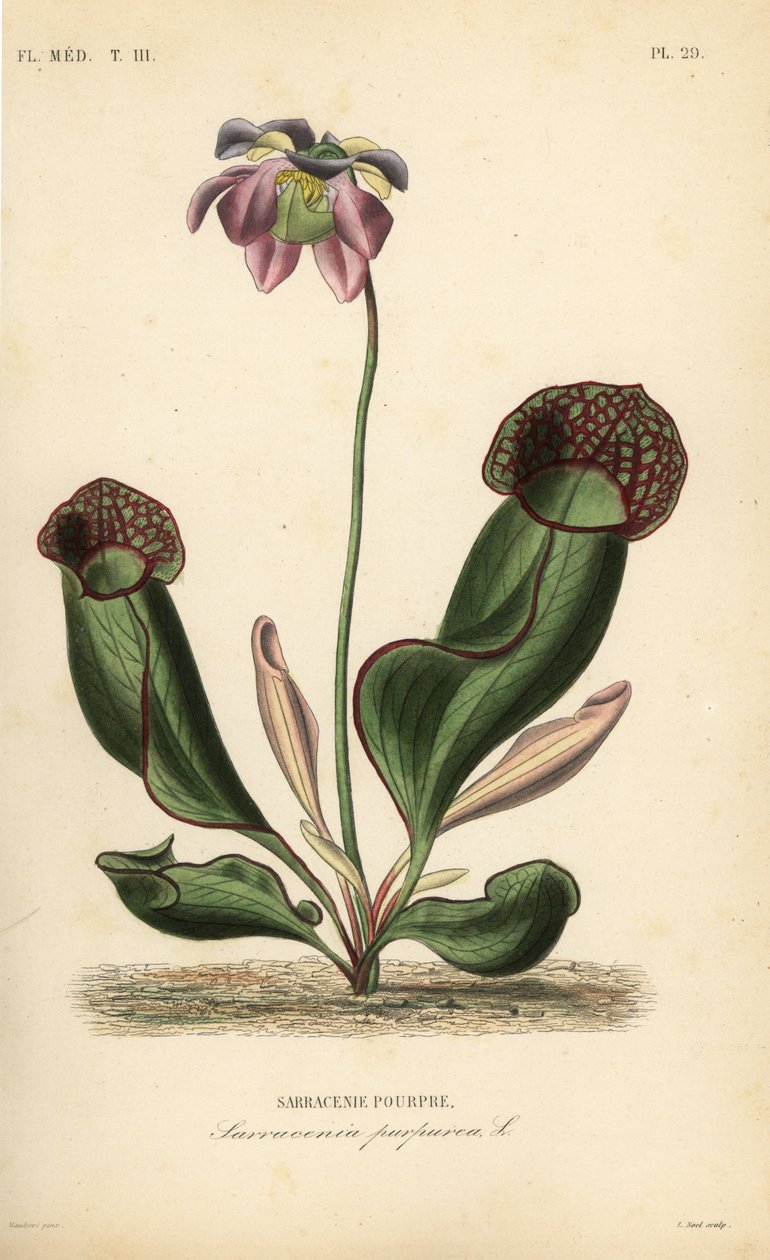 Lila kancsó növény vagy oldalnyereg virág, Sarracenia purpurea, Sarracenia pourpre alkotó: Unbekannt