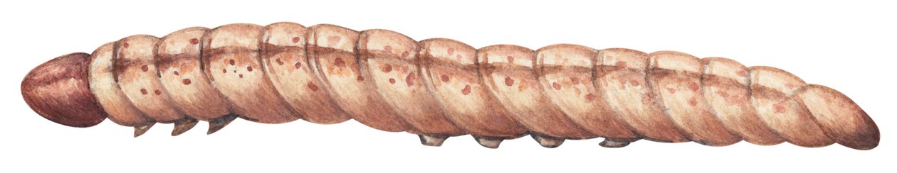 Kukoricabogár - európai kukoricabogár (Ostrinia nubilalis) alkotó: Unbekannter Künstler