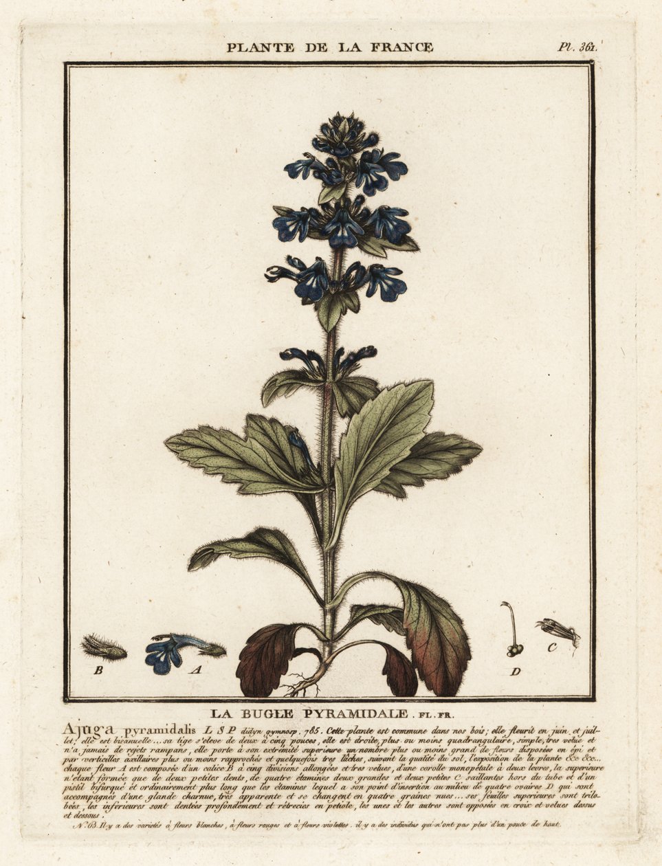 Piramis bugle, Ajuga pyramidalis. alkotó: Unbekannter Künstler