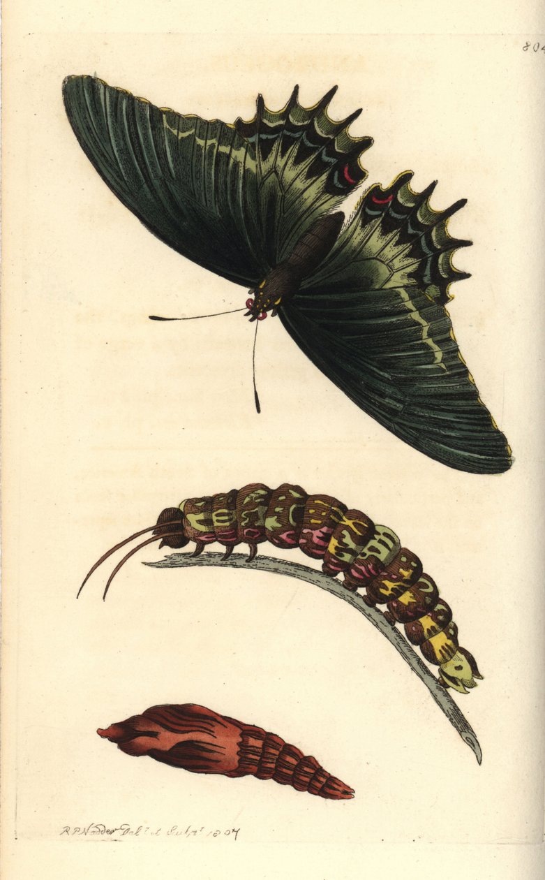 Fecskefarkú lepke, Papilio androgeus, hernyóval és bábbal. Az illusztrációt Richard Polydore Nodder rajzolta és metszette. Kézzel színezett rézmetszet George Shaw és Frederick Nodder The Naturalist