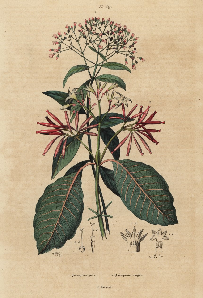 Kinin, Cinchona officinalis 1 és Ladenbergia oblongifolia, sebezhető, 2 alkotó: Unbekannt