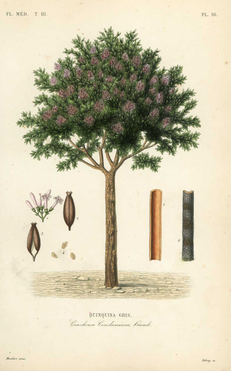 Kinin vagy cinchona kéreg, Cinchona officinalis, Cinchona condaminea, Quinquina gris alkotó: Unbekannt