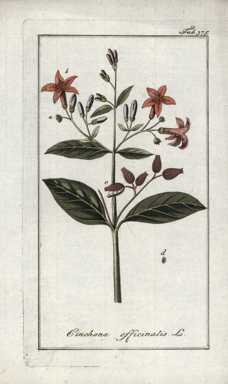 Quinquina (Cinchona officinalis). Litográfia Johannes Zorn (1739-1799) "Afbeelding der Artseny-Gewassen" című művéből, Hollandia. alkotó: Unbekannter Künstler