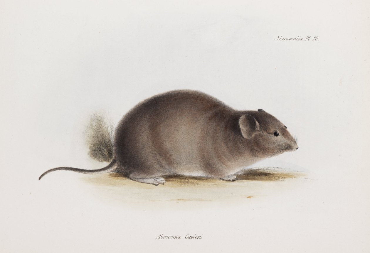 Patkány, c 1832-1836 alkotó: Unbekannter Künstler
