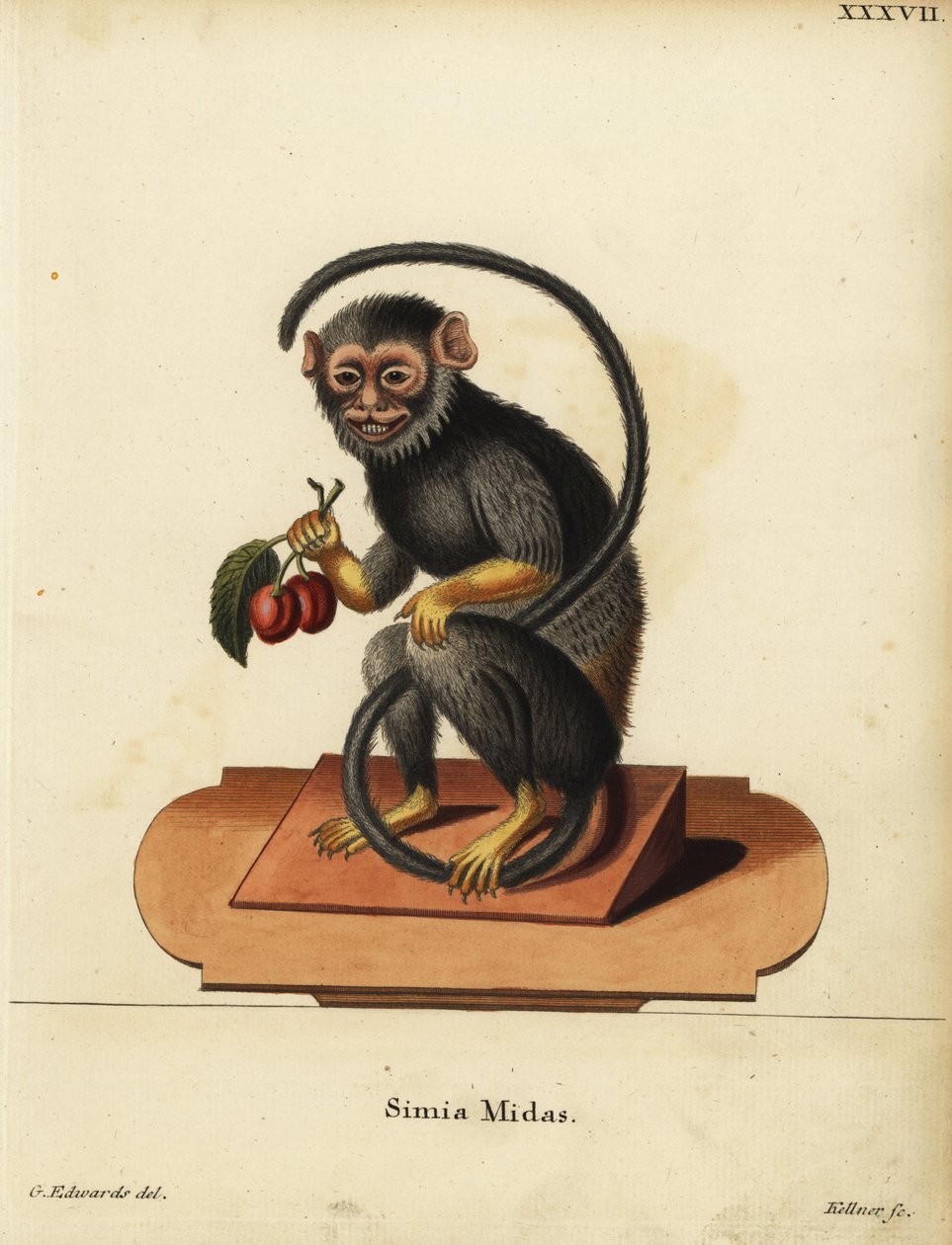 Vöröskezű vagy aranykezű tamarin, Saguinus midas. Simia midas. Joseph Kellner kézzel készített rézmetszete George Edwards illusztrációja után Johann Christian Daniel Schreber: Animal Illustrations after Nature, avagy Schreber
