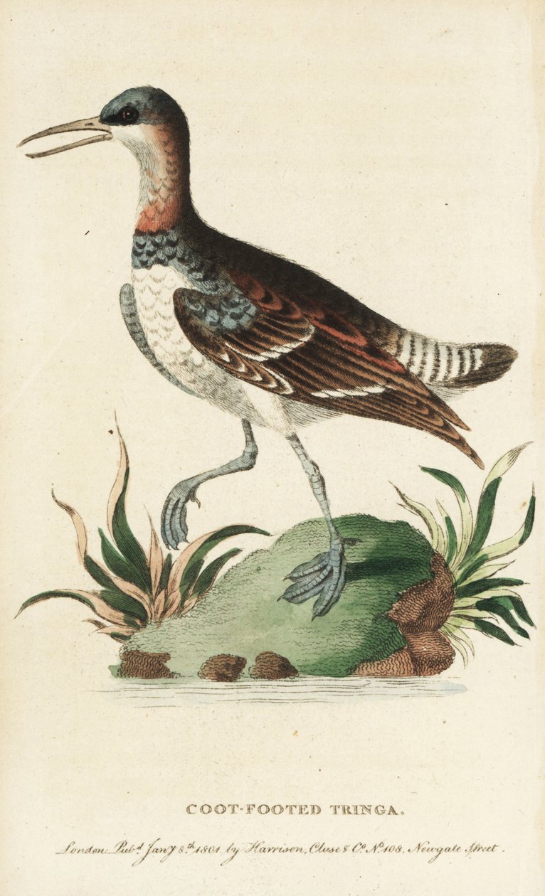 Vörösnyakú bálna, Phalaropus lobatus. (Coot-foot-foot tringa) Az illusztrációt George Edwards-tól másolták. Kézzel színezett rézmetszet a "The Naturalist