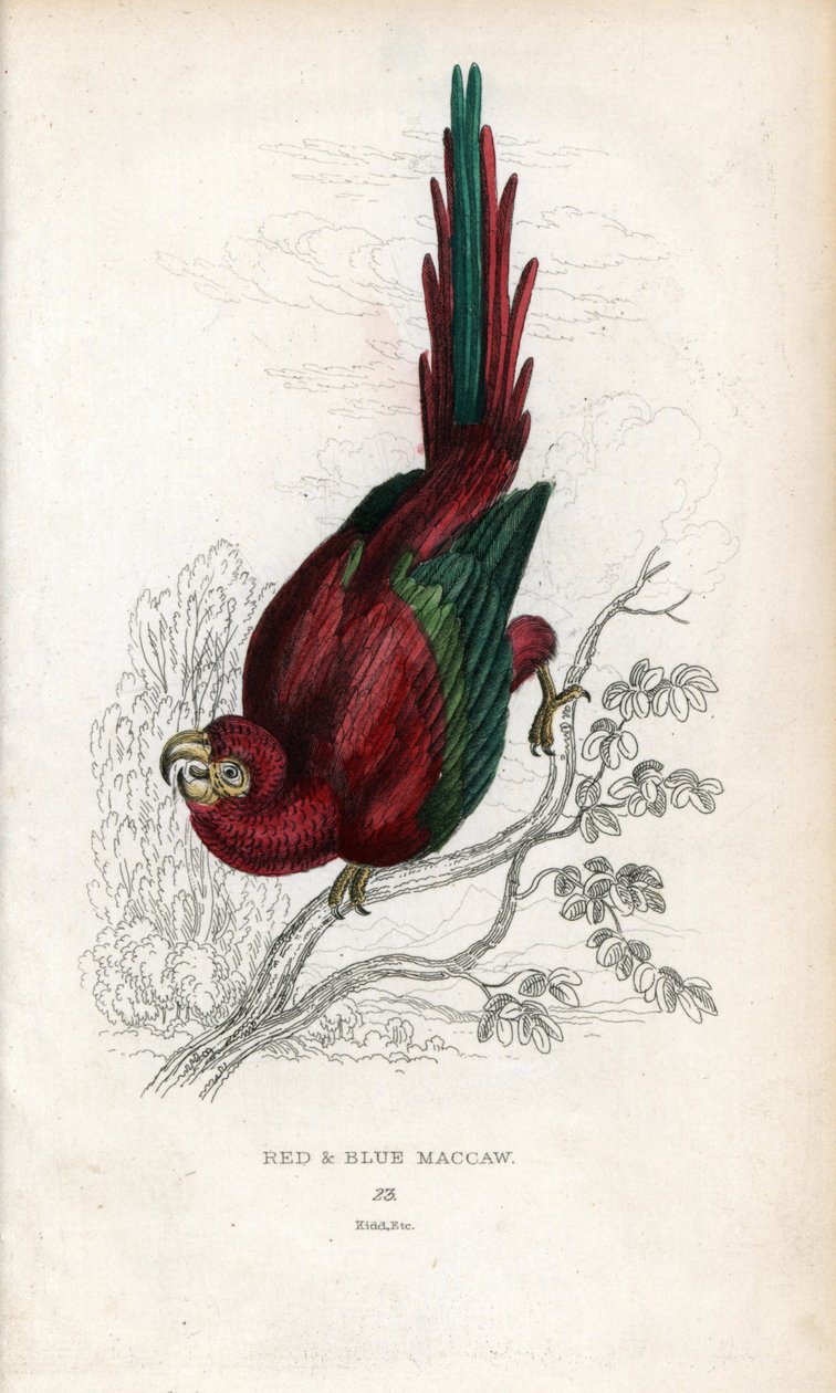 Red Ara vagy Macau Ara. Psittacus macao. Joseph Kidd litográfiája John Audubon rajza alapján, a Miscellany of Natural History-ban: Papagájok, Sir Thomas DiK Lauder és Thomas Brown kapitány, megjelent Edinburghban, Skóciában, 1833-ban. alkotó: Unbekannter Künstler