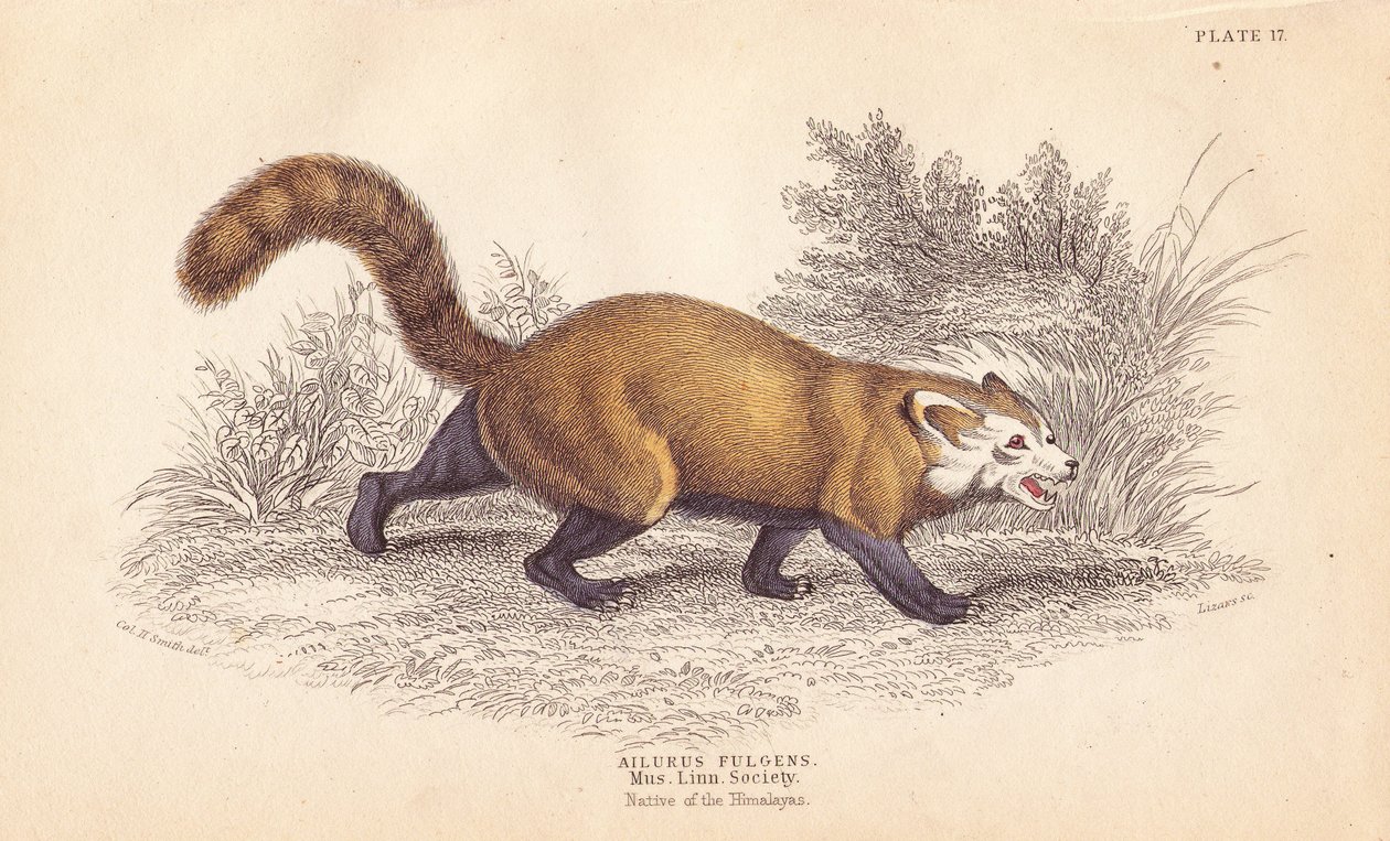 Vörös panda, Ailurus fulgens. Veszélyeztetett. A Linnean Society Múzeumában található példányról. Lizars kézzel színezett acélmetszete Charles Hamilton Smith illusztrációja után, William Jardine