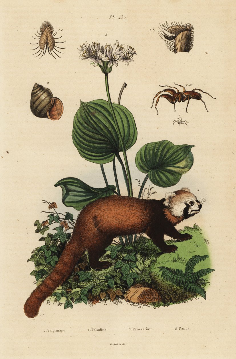 Red Panda, Ilurus fulgens, Veszélyeztetett ౪, Northern Christmas Lily, Professional Ambivalence Three. Chanel folyó, Viviparus viviparous ౧ és pók, Palpimanus faj alkotó: Unbekannt