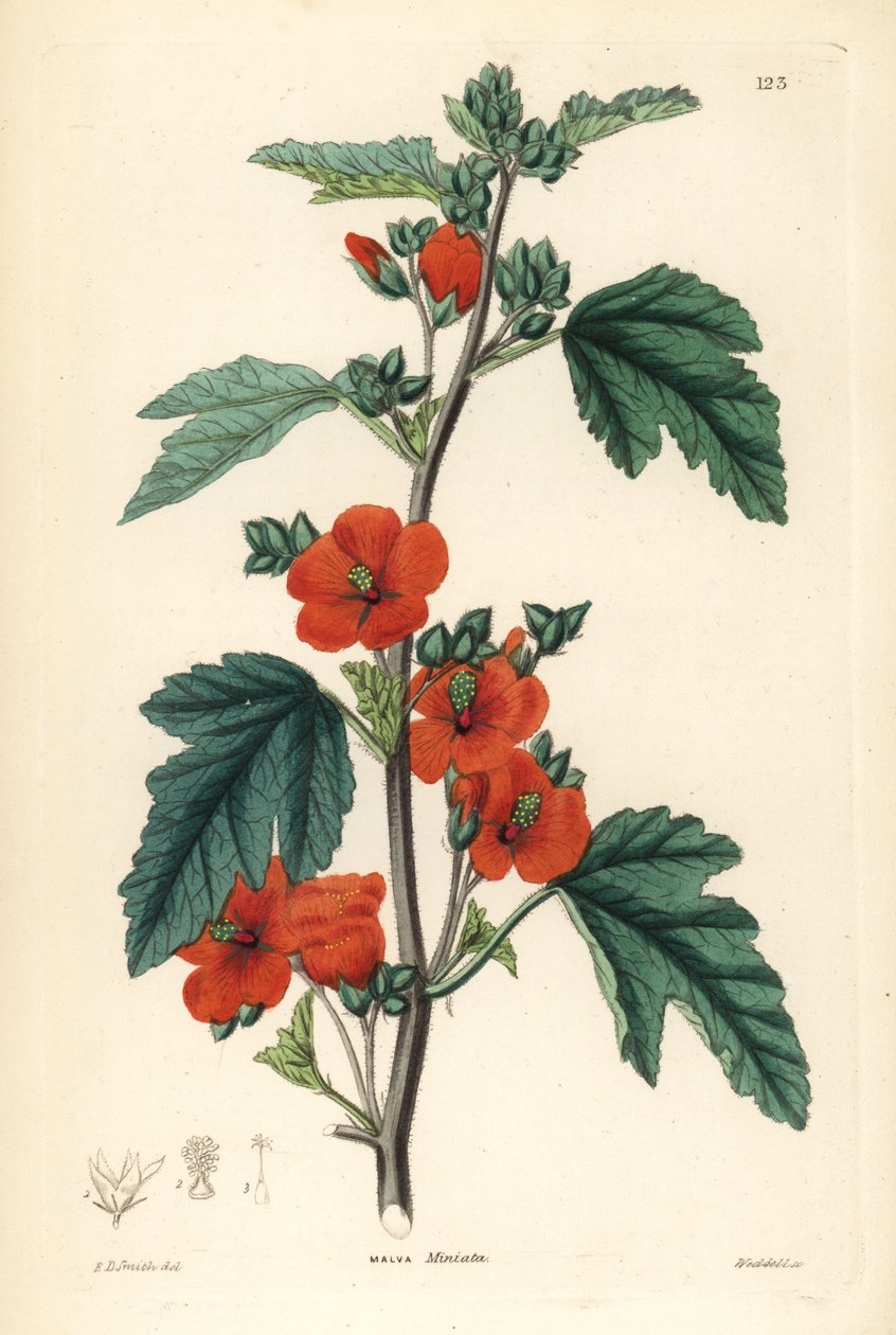 Piros lila - gömbmályva, Sphaeralcea miniata (Vermilion-flowered mallow, Malva miniata). Weddell kézi rézmetszete Edwin Dalton Smith után, John Lindley és Robert Sweet Ornamental Flower Garden and Shrubbery című művéből, G. Willis, London. alkotó: Unbekannter Künstler