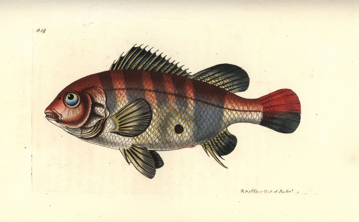 Vöröscsíkos füleshal, Geophagus surinamensis (Surinam sparus, Sparus surinamensis). Az illusztrációt Richard Polydore Nodder rajzolta és metszette. Kézzel színezett rézmetszet George Shaw és Frederick Nodder The Naturalist