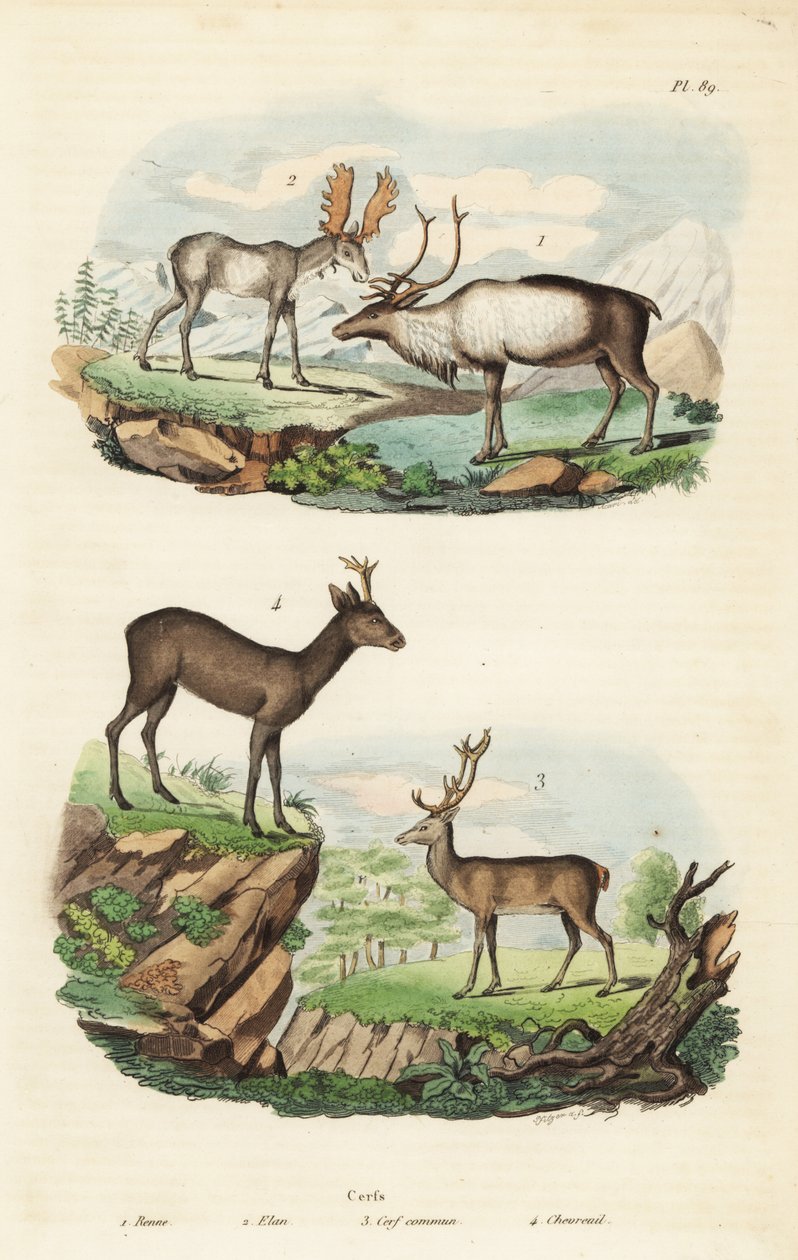 Rénszarvas, Rangifer tarandus 1, jávorszarvas, Alces alces 2, gímszarvas, Cervus elaphus 3 és európai őz, Capreolus capreolus 4 alkotó: Unbekannt
