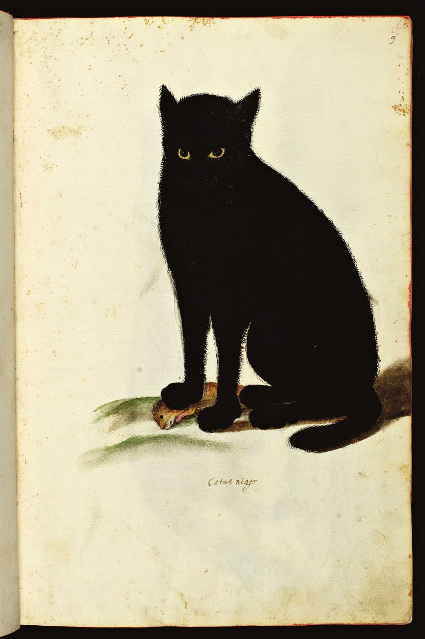 Egy fekete macska ábrázolása. Illusztrált ábra az Állatokról szóló természetrajz kéziratából, Fonds Ulisse Aldrovandi, University Bibl., szerk. 1603. alkotó: Unbekannter Künstler