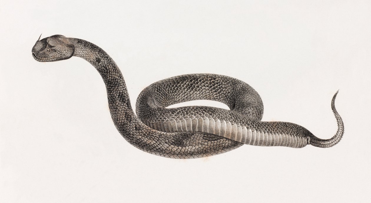 Hüllők: Vipera alkotó: Unbekannt