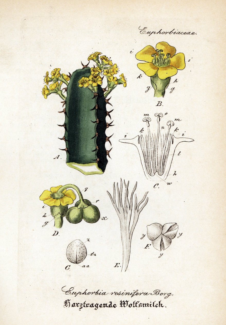 Gyanta sarkantyú, Euphorbia resinifera. Kézzel színezett rézmetszet Dr. Willibald Artus Hand-Atlas sammtlicher mediinisch-pharmaceutischer Gewachse című művéből. alkotó: Unbekannter Künstler