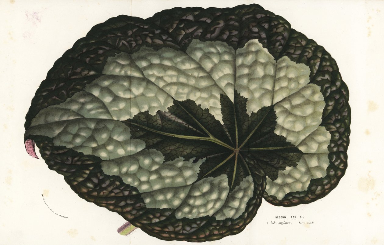 Rex begónia levél, Begonia rex. India. Kézzel színezett litográfia Louis van Houtte és Charles Lemaire: Flowers of the Gardens and Hothouses of Europe, Flore des Serres et des Jardins de l