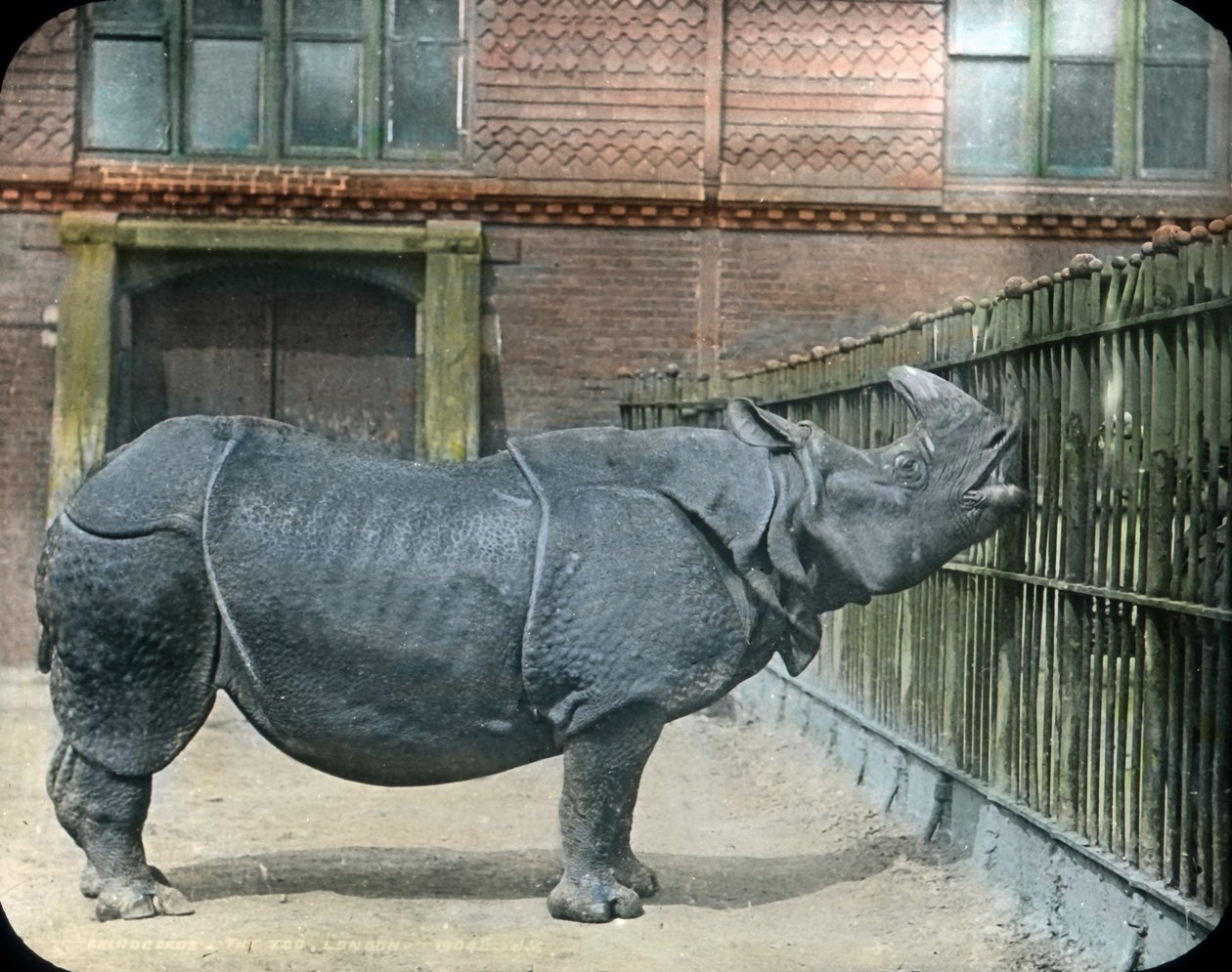 Rhinoceros alkotó: Unbekannter Künstler
