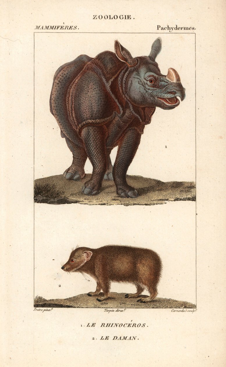 Rhinoceros et daman ou clade - Eau forte, Jean Gabriel Pretre (1780-1845), Carnonkel metszete, Frederic Cuvier természettudományi szótárához: emlősök, szerkesztette Pierre Jean Francois Turpin (1775-1840), kiadta F.G.Levrault, Párizsban. alkotó: Unbekannter Künstler