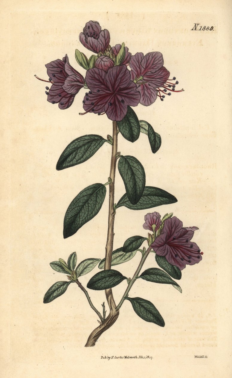 Rhododendron vagy azalee virágosok - Örökzöld daurian rododendron, Rhododendron dahuricum sempervirens. Weddell kézi színezésű botanikai metszete John Sims Curtis