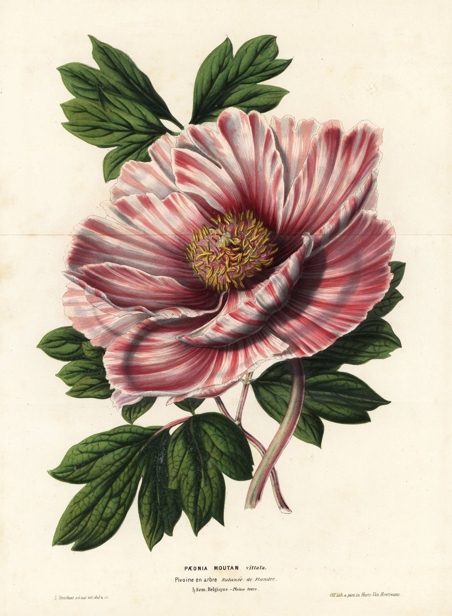 Flandriai szalagos bazsarózsa, hibrid, Paeonia moutan vittata, var. rubanee of Flanders. L. Stroobant kézi színezésű litográfiája Louis van Houtte és Charles Lemaire: Flowers of the Gardens and Hothouses of Europe, Flore des Serres et des Jardins de l