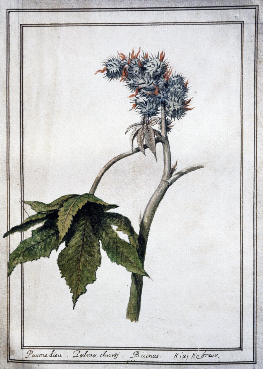 Ricinus communis alkotó: Unbekannter Künstler