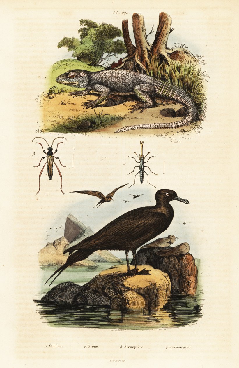 Sziklaagama és élősködő jáger., 1834-1839 (metszet) alkotó: Unbekannter Künstler