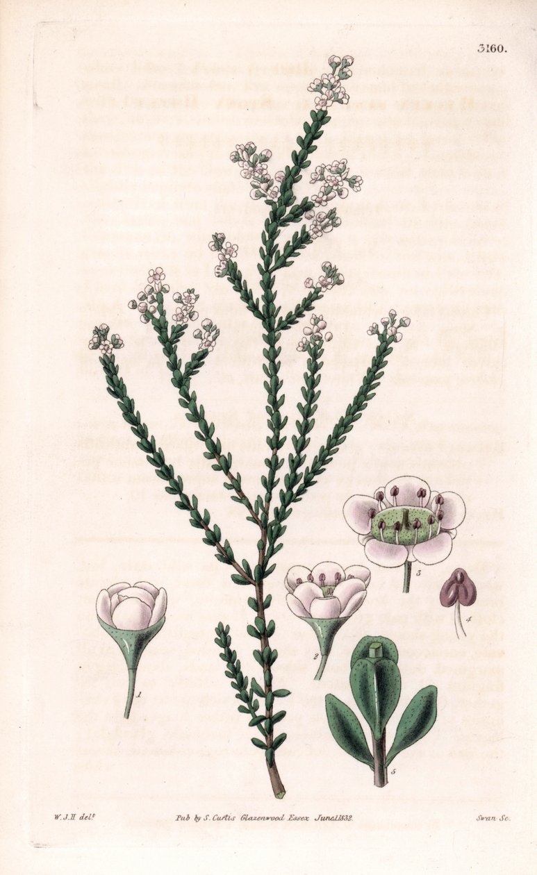 Rock thryptomene, Thryptomene saxicola (délnyugat-ausztrál sziklacserje) (Stony baeckea, Baeckea saxicola). Kézzel színezett rézmetszet Swan által William Jackson Hooker illusztrációja után Samuel Curtis "Botanical Magazine"-jából, London. alkotó: Unbekannter Künstler