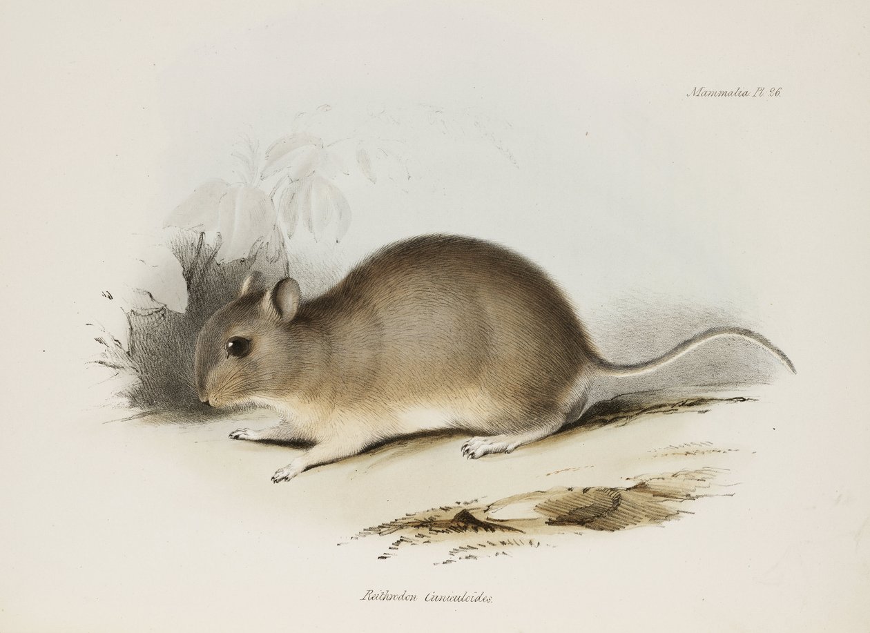 Rágcsáló, c 1832-1836 alkotó: Unbekannter Künstler
